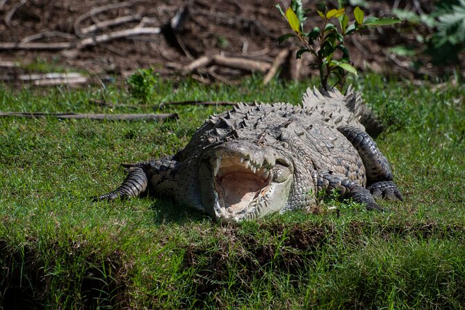 From San José: Carara National Park and Tárcoles River Tour - Why Carara and Tarcoles work so well together