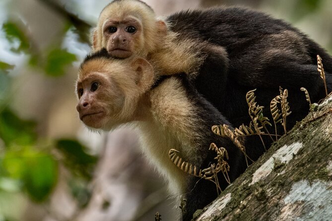Full-Day Adventure to Manuel Antonio National Park from San Jose - Breakfast is more useful than it sounds