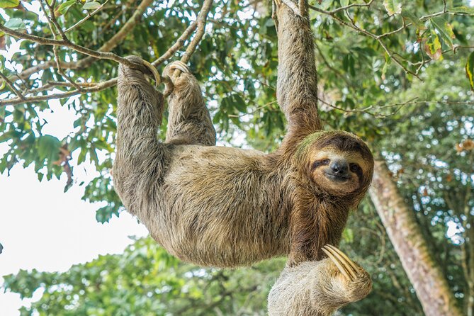 Full-Day Adventure to Manuel Antonio National Park from San Jose - Scenic stops may depend on the clock