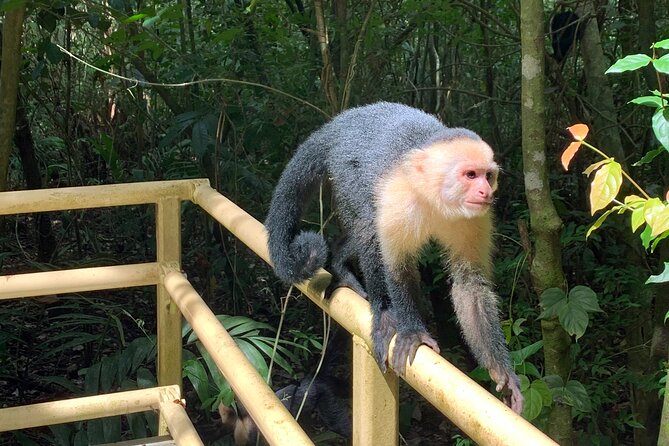 Full-Day Adventure to Manuel Antonio National Park from San Jose - Playa Manuel Antonio is the day’s big reward