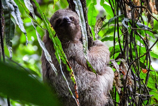 Guanacaste Rainforest Safari with Meal - A short walk with plenty to watch