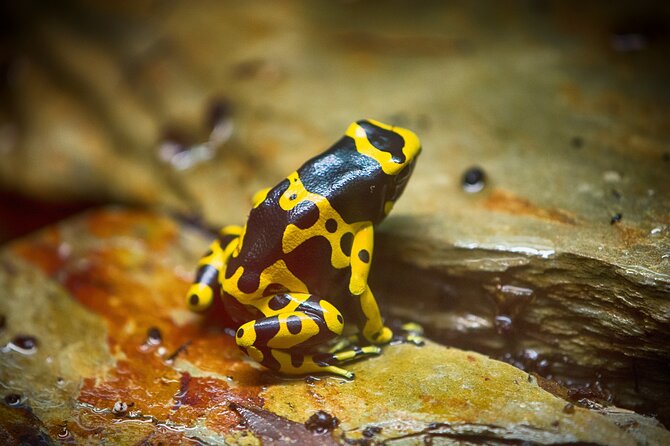 Guanacaste Rainforest Safari with Meal - Wildlife to look for in Guanacaste