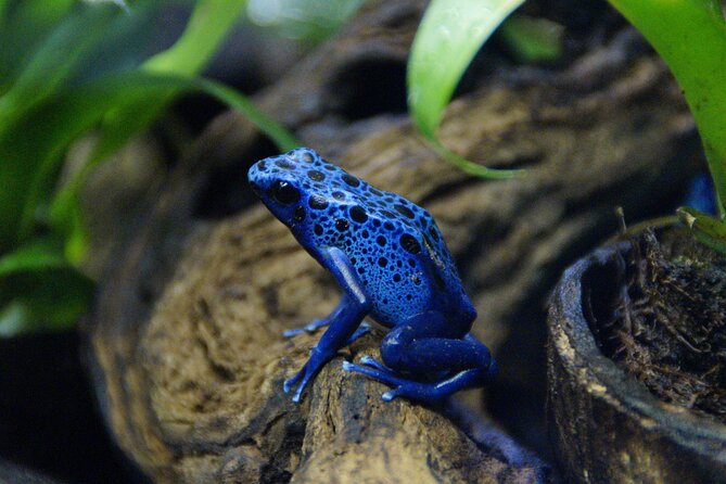 Guanacaste Rainforest Safari with Meal - The traditional meal at the end