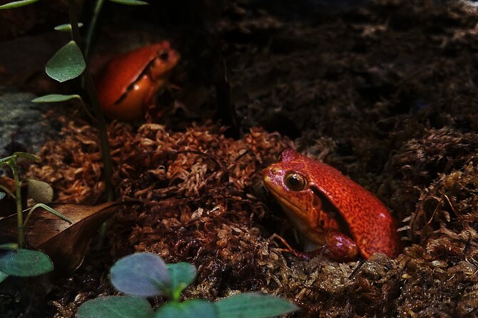 Guanacaste Rainforest Safari with Meal - What the $190 price means