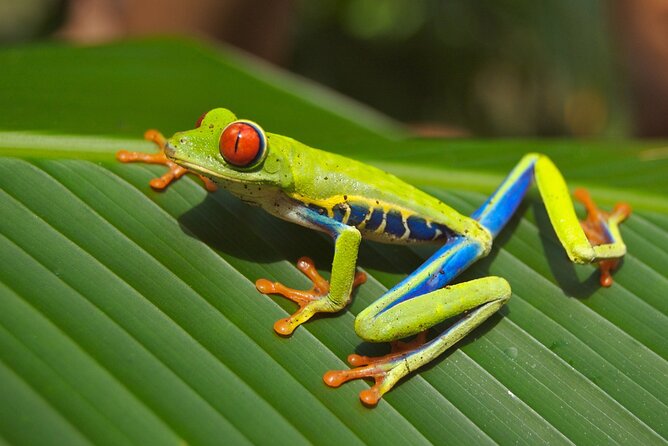 Guanacaste Rainforest Safari with Meal - Timing, meeting point, and pace