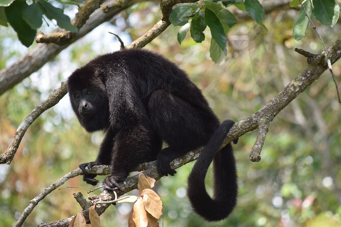 Guanacaste Rainforest Safari with Meal - Who will enjoy this tour most