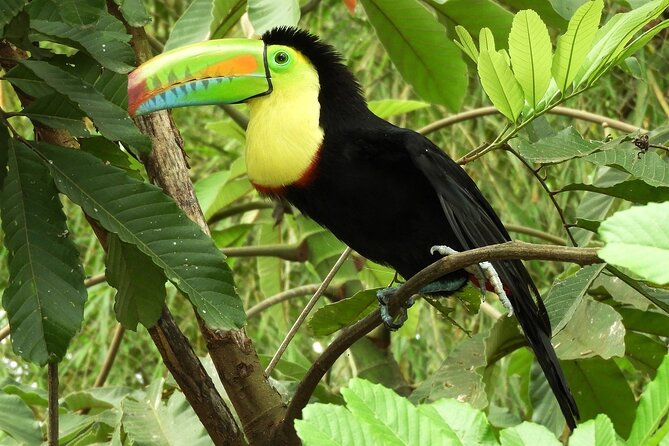 Guanacaste Rainforest Safari with Meal - Why the guide can shape the whole outing