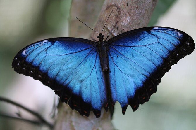 Guided Butterfly Conservatory Tour in Costa Rica - Why this butterfly visit is different from a simple exhibit