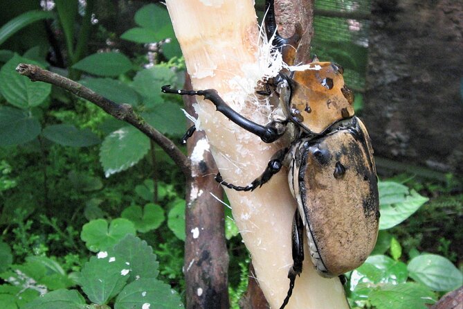Guided Butterfly Conservatory Tour in Costa Rica - Is the $29.50 price good value?