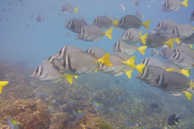 Half-Day Snorkeling Experience in Tamarindo - Key points to know before booking