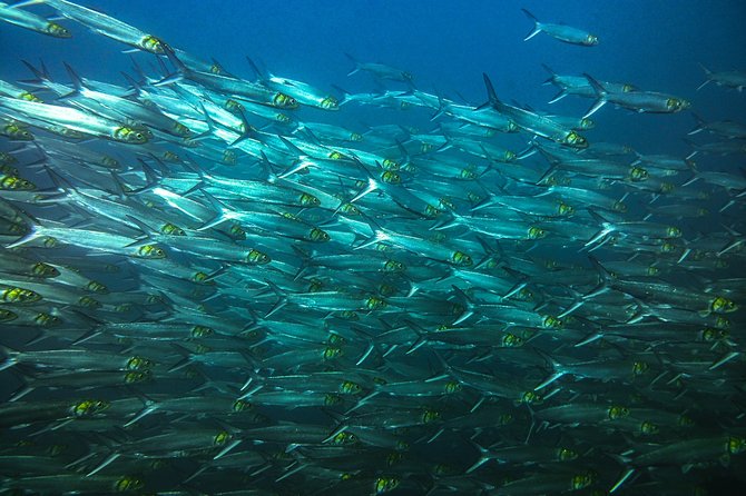 Half-Day Snorkeling Experience in Tamarindo - Why this Tamarindo trip is different from a casual beach snorkel