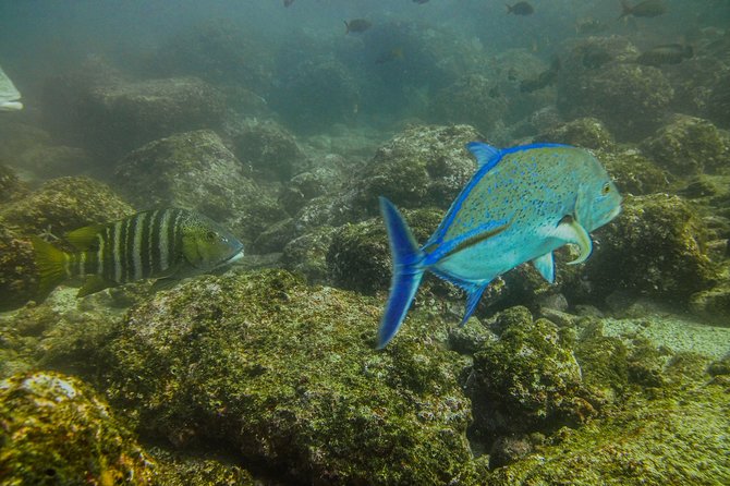 Half-Day Snorkeling Experience in Tamarindo - Snacks, water, and what to pack