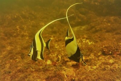 Half-Day Snorkeling Experience in Tamarindo