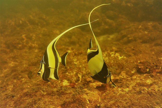 Half-Day Snorkeling Experience in Tamarindo - Forty-five minutes across the Pacific