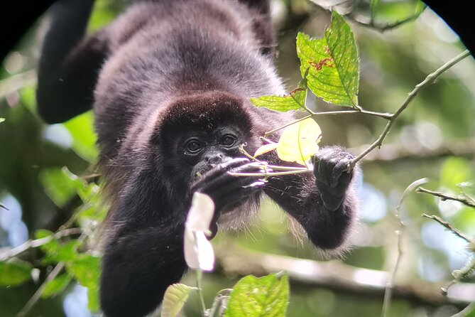 Half-Day Tour with Hanging Bridges and La Fortuna Waterfall - What to pack for the six-hour outing