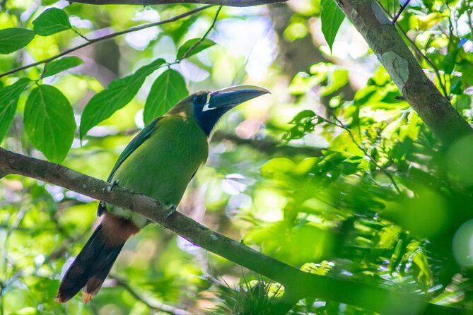 Hiking to Curi-Cancha Reserve - Key points to know before you book