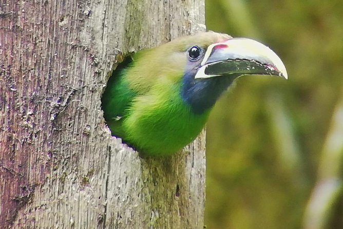 Hiking to Curi-Cancha Reserve - Three hours in primary and secondary forest