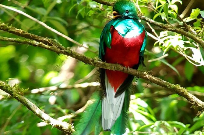 Hiking to Curi-Cancha Reserve - Bird watching with a guide’s trained eyes