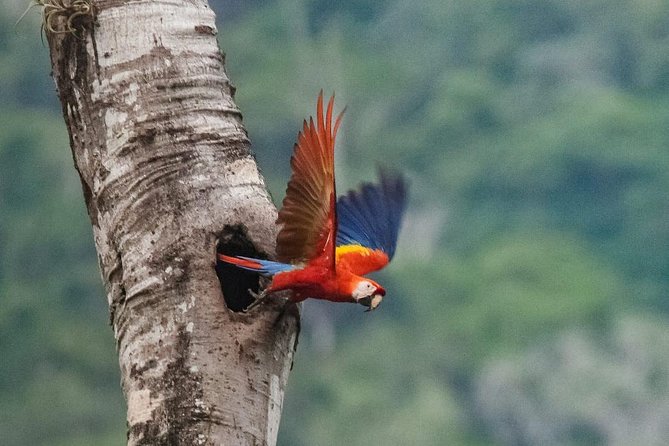 Jaco Birdwatching and Photography with Sergio - Why this Jacó birdwatching tour is different