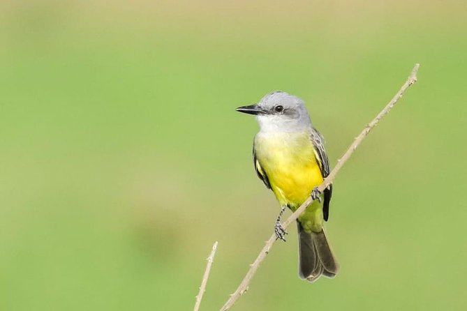 Jaco Birdwatching and Photography with Sergio - Walking Carara National Park trails