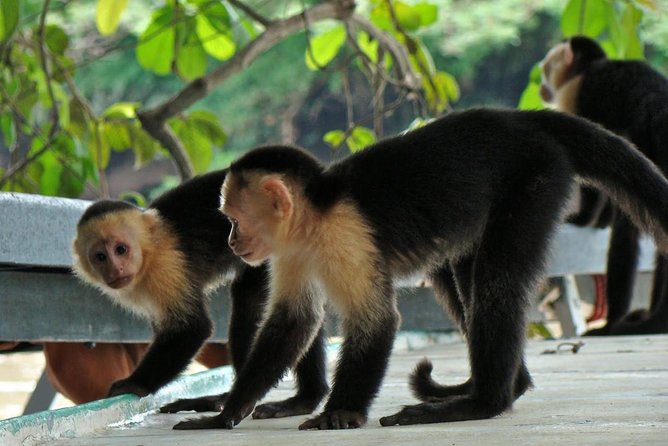 Jungle Cruise at Palo Verde National Park - A wildlife day beyond Playa Hermosa