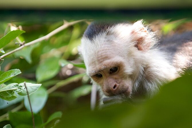 Jungle Cruise at Palo Verde National Park - What you may see, and what you may miss