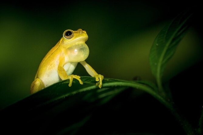 La Fortuna Night Tour - Private - Entering Danaus after dark