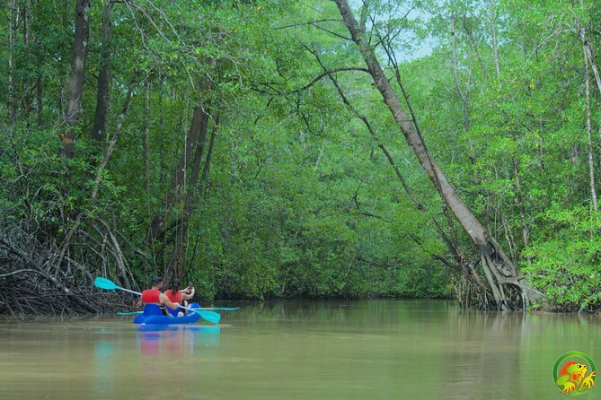 Mangrove Damas Island Kayak Tours - Why the Damas Estuary is worth your morning