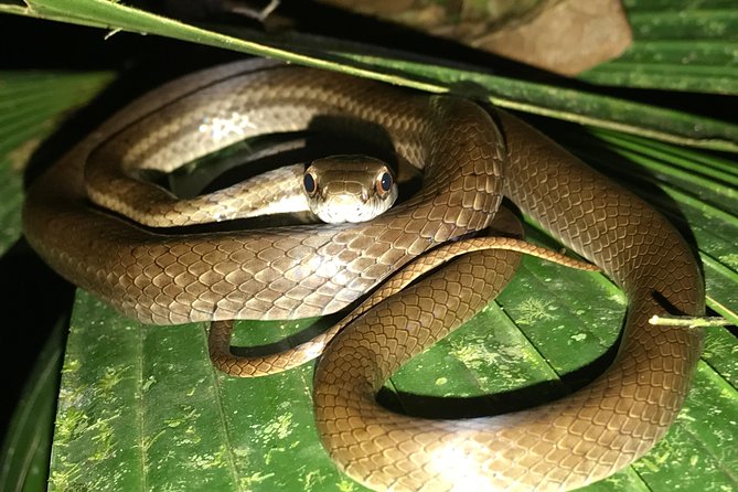 Manuel Antonio Herping Night Tour (Reptiles and Amphibians) - Why Manuel Antonio changes after dark