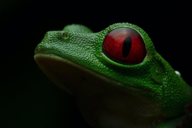 Manuel Antonio Herping Night Tour (Reptiles and Amphibians) - Clothing, weather, and practical comfort