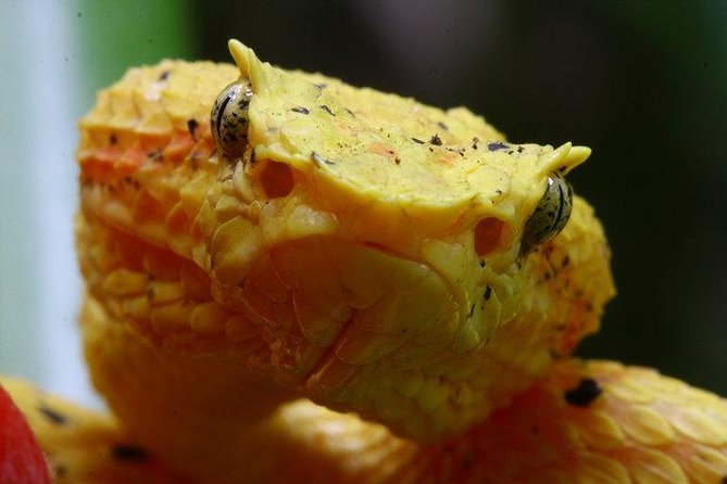 Manuel Antonio Herping Night Tour (Reptiles and Amphibians) - Two hours on private trails beside the park