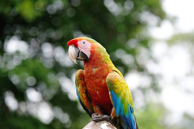Manuel Antonio National Park; Beach & Sightseeing Day Trip from San Jose - Manuel Antonio National Park: wildlife before the beach