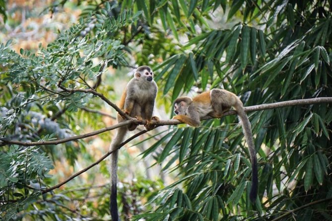 Manuel Antonio National Park from San José - The real appeal: rainforest, wildlife, and a great beach