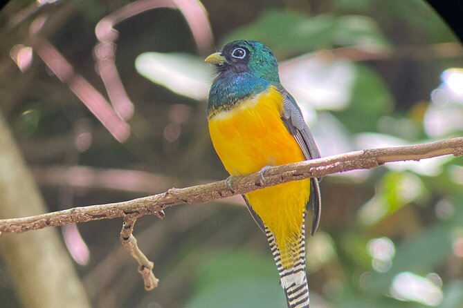 Manuel Antonio National Park guided tour - Why a guide matters in Manuel Antonio