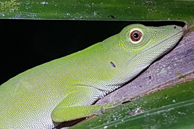 Manuel Antonio Night Tour - What makes this night walk worth your evening