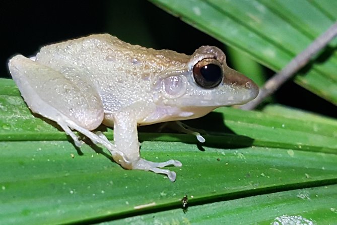 Manuel Antonio Night Tour - Starting at 6:00 p.m. near Quepos