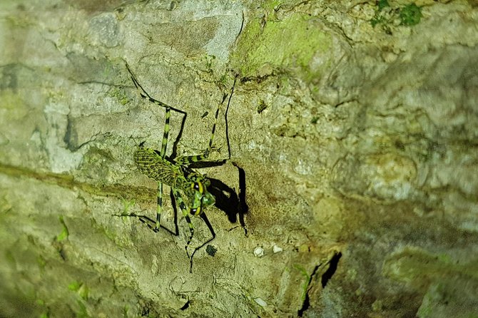 Manuel Antonio Night Tour - The telescope changes what you can see