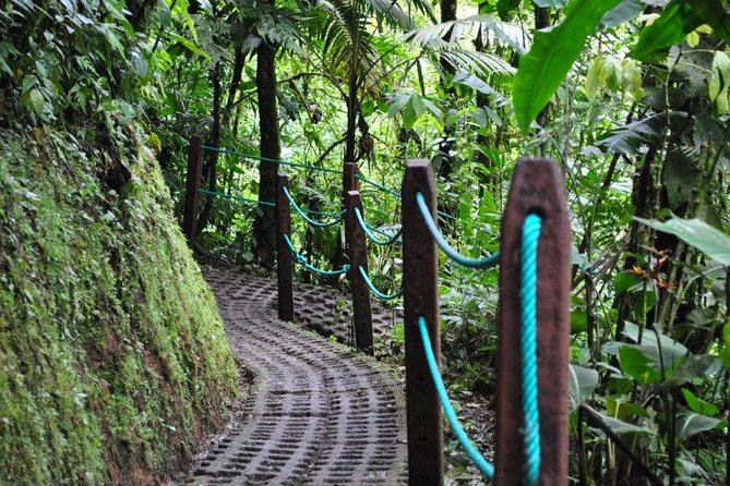 Mistico Hanging Bridges Park from La Fortuna - Wildlife spotting with a guide