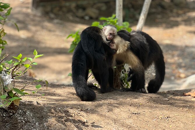 Monkey, Crocodile, Sloths & Beach Experience - Key points to know before booking
