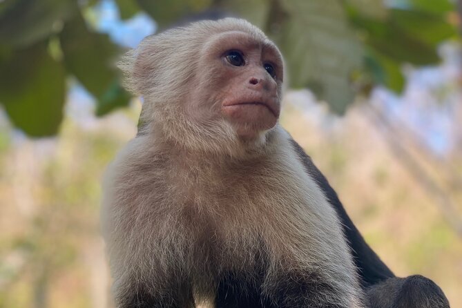 Monkey, Crocodile, Sloths & Beach Experience - A wildlife morning that covers a lot of ground