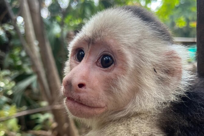 Monkey, Crocodile, Sloths & Beach Experience - Finding sloths near Jaco Beach