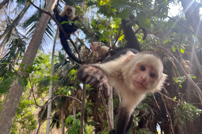 Monkey, Crocodile, Sloths & Beach Experience - The price, timing, and who will enjoy it