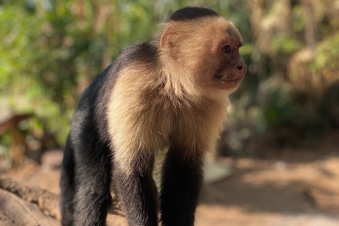 Monkey, Crocodile, Sloths & Beach Experience - Tarcoles Bridge and the big American crocodiles