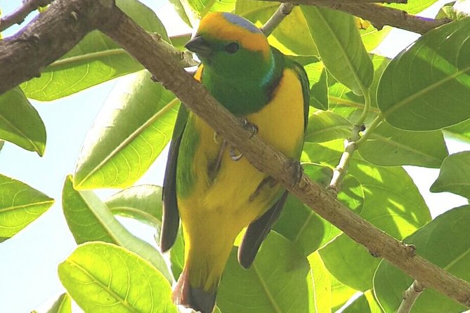 Monteverde Birdwatching Experience - Who should book this Monteverde birdwatching tour?