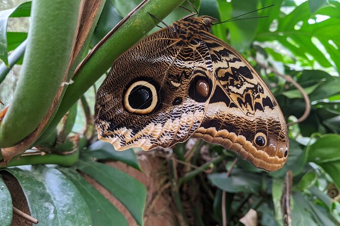 Monteverde Butterfly Gardens Tour - Four butterfly habitats in one compact visit
