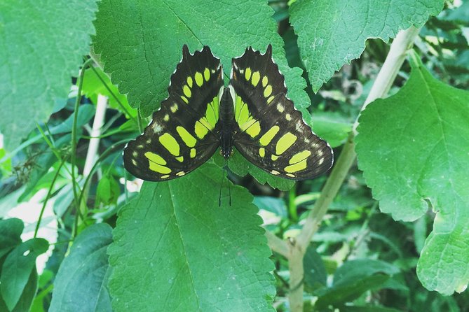 Monteverde Butterfly Gardens Tour - Beyond wings, the insect and arachnid displays