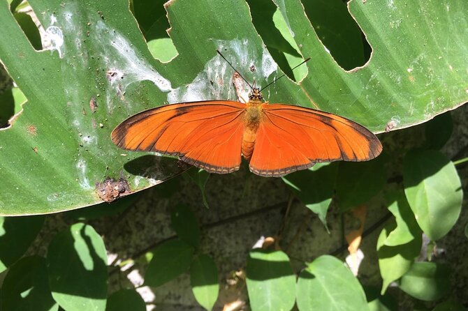Monteverde Butterfly Gardens Tour - Why the guide matters here