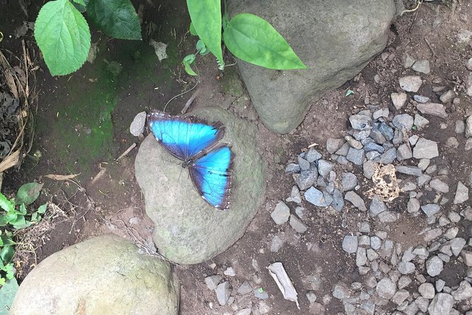 Monteverde Butterfly Gardens Tour - What happens during the one-hour guided visit