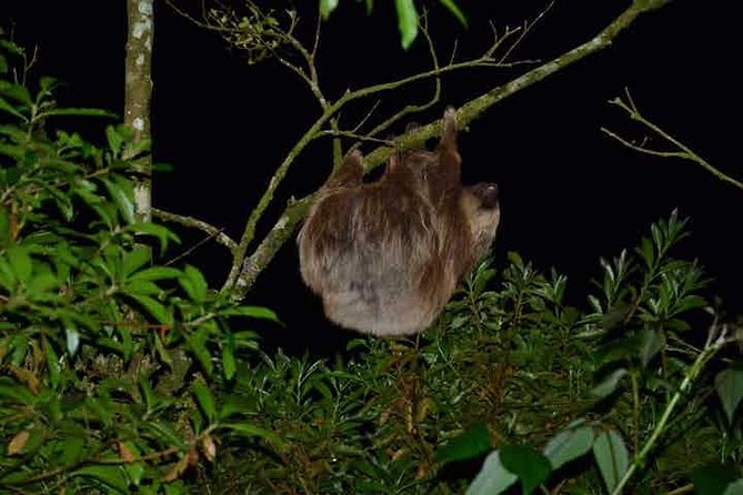 Monteverde Cloud Forest Guided Night Walk - Key points to know before you book