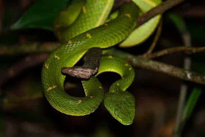 Monteverde Cloud Forest Guided Night Walk - A two-hour search rather than a long hike